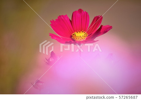一朵可愛的波斯菊花 一朵可愛的波斯菊花 57265687
