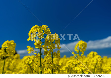 [青森縣橫濱町]北方國家春季強姦油菜花 57265699