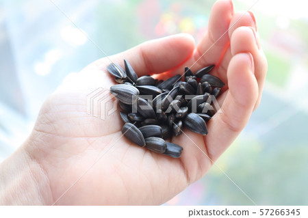 向日葵種子 向日葵種子 57266345