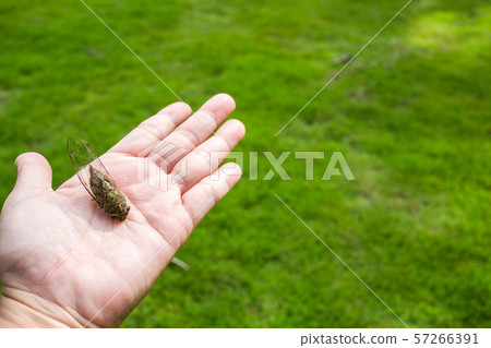 Cicada insect on woman's hand in green grass background, Close up shot 57266391