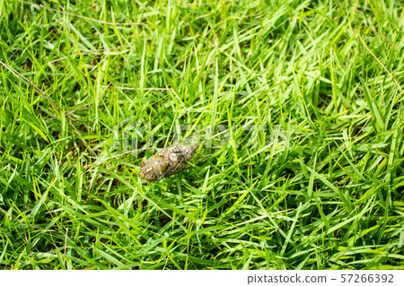 Cicada insect in green grass background Cicada insect in green grass background 57266392