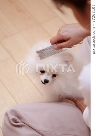 刷牙(猴子期間狗狗犬生物譜系小狗兒童白色白色兒童博美犬) 刷牙(猴子期間狗狗犬生物譜系小狗兒童白色白色兒童博美犬) 57268103