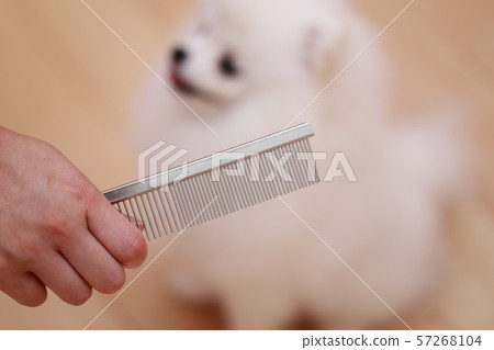 刷牙（猴子期間狗狗犬生物譜系小狗兒童白色白色兒童博美犬） 57268104