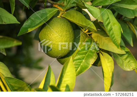 Unripe green lemon on a tree, leaves and branches 57268251