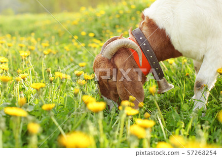 Anglo nubian / Boer goat male grazing on meadow Anglo nubian / Boer goat male grazing on meadow 57268254