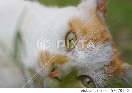 Up of a cat Up of a cat 57270150