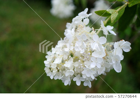純淨而優雅的花朵 57270644