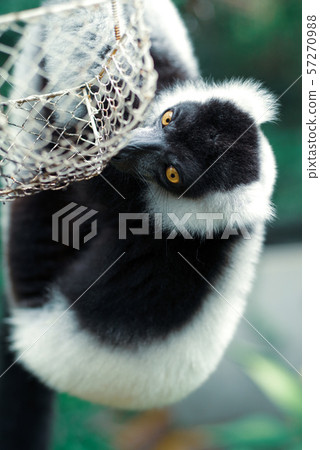 Elemaki lemur 57270988