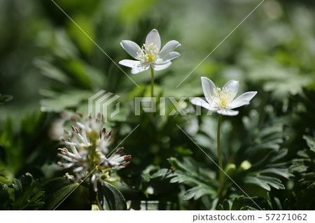 Fuchsaw和Nilinsou Fuchsaw和Nilinsou 57271062