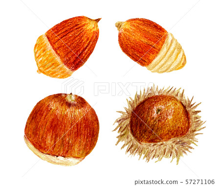 橡子01(彩色鉛筆素描) 橡子01(彩色鉛筆素描) 57271106