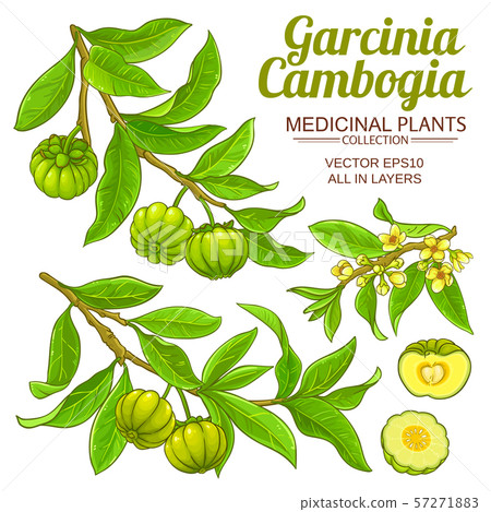 garcinia vector set garcinia vector set 57271883