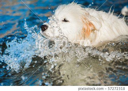 White dog Samoyed swims in the water on the Baltic Sea 57272318