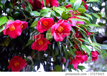 Camellia flower Camellia flower 57273025