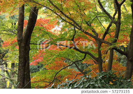 Scenery of autumn leaves 57273155
