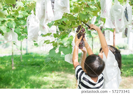 Elementary school students hunting grapes Elementary school students hunting grapes 57273341