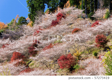 [Ohara Town, Toyota City, Aichi Prefecture] Autumn leaves and four seasons cherry blossoms 57273419