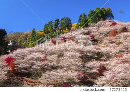 [愛知縣豐田市大原鎮]秋葉和四季櫻花 57273425