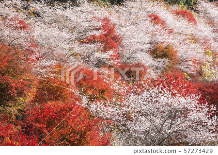 [Ohara Town, Toyota City, Aichi Prefecture] Autumn leaves and four seasons cherry blossoms 57273429