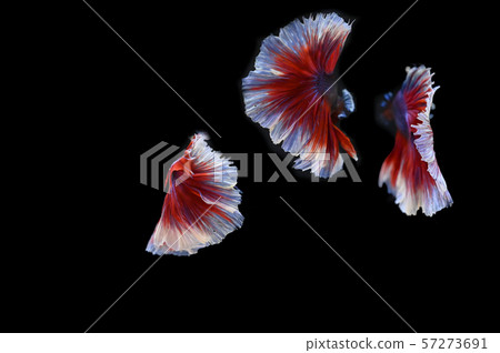 Many betta fish in Thailand Many betta fish in Thailand 57273691