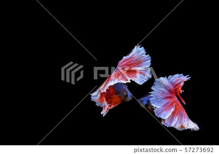 Thai Fighting Fish 57273692