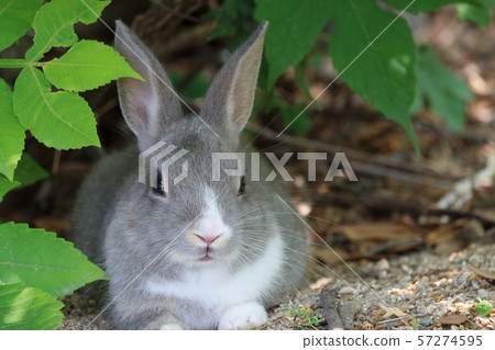 A rabbit that beats the heat A rabbit that beats the heat 57274595