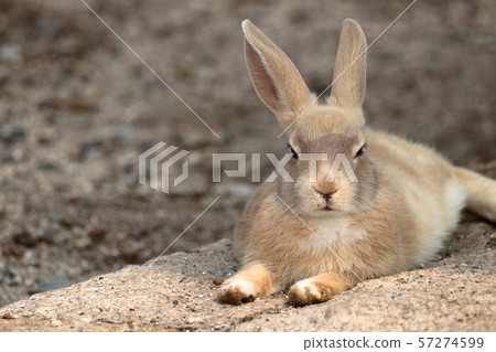 Rabbit to relax Rabbit to relax 57274599