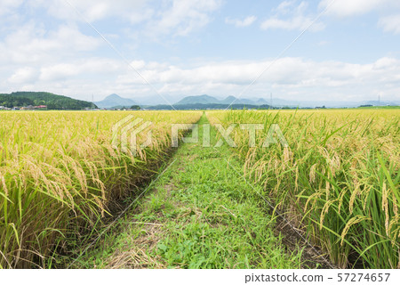 Rice, rice harvest, harvest, autumn 57274657