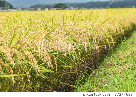 Rice, rice harvest, harvest, autumn 57274658
