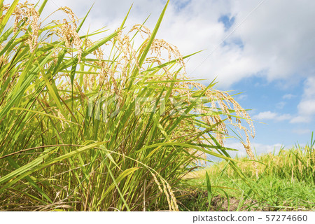 Rice, rice harvest, harvest, autumn 57274660