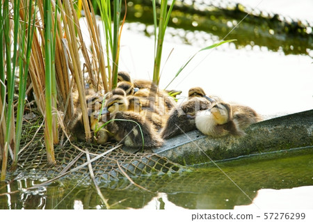 Baby chicks Baby chicks 57276299