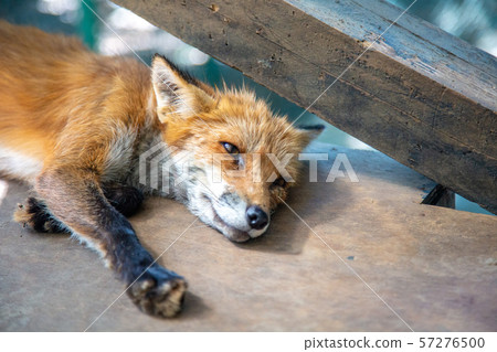 Fox village 57276500