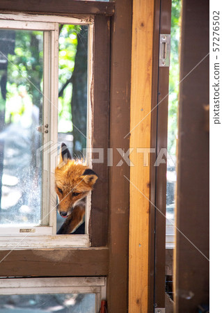 Fox village 57276502