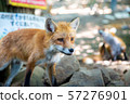 Fox village 57276901