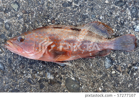 Epinephelus akaara Epinephelus akaara 57277107