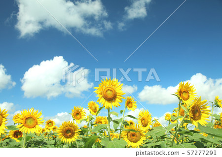 向日葵櫻花市，櫪木縣 57277291