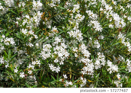 Beautiful white blooming oleander on a sunny day 57277487