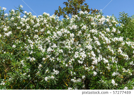 Beautiful white blooming oleander on a sunny day Beautiful white blooming oleander on a sunny day 57277489