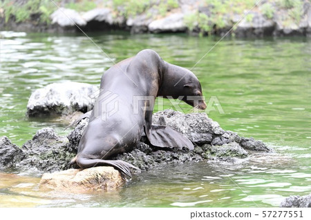 海獅 海獅 57277551