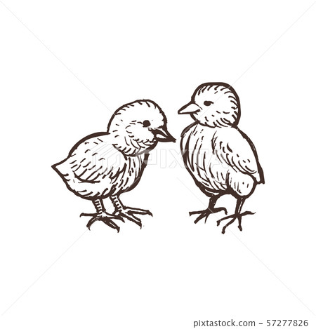 Two cute chickens isolated on white. Handdrawn chicks sketched birds. Two cute chickens isolated on white. Handdrawn chicks sketched birds. 57277826