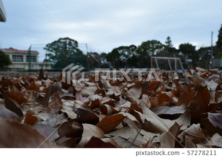 Fallen leaves Fallen leaves 57278211