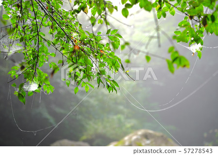 Mountain stream 57278543