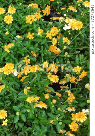Fresh Yellow Lantana Flowers for Garden Decor Fresh Yellow Lantana Flowers for Garden Decor 57278643