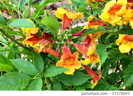 Yellow and Red Trumpetbush Flowers with Leaves Yellow and Red Trumpetbush Flowers with Leaves 57278645