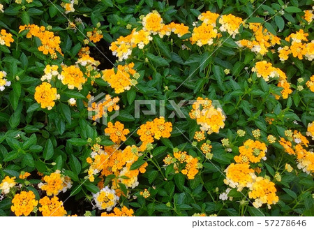 Fresh Yellow Lantana Flowers for Garden Decor 57278646