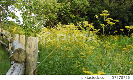 Ominae Jiro Flower Ominae Jiro Flower 57278736