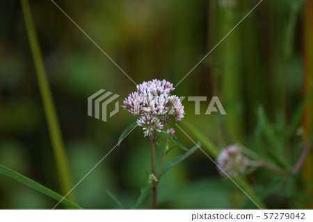 Sow Bluebird Wetland Plant Background 57279042