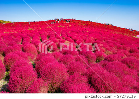 Kokia（日立海灘公園）的秋葉 57279139