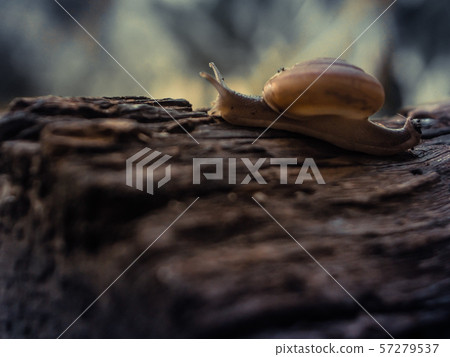 Snail close-up, macro on old rustic wood nature Snail close-up, macro on old rustic wood nature 57279537