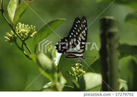Mikado Swallowtail Mikado Swallowtail 57279702