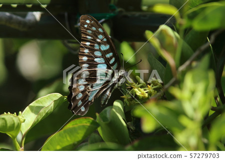 Mikado Swallowtail Mikado Swallowtail 57279703